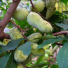 Азимина трёхлопастная (лат. Asimina triloba), семена