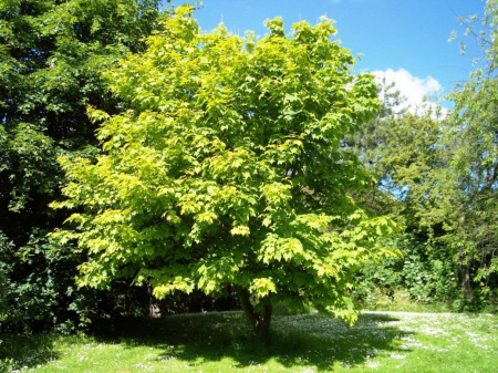 Клен пенсильванский (лат. Acer pensylvanicum), семена