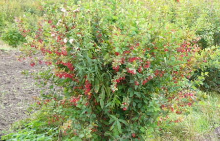 Барбарис обыкновенный (лат. Berberis vulgaris), семена