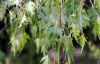 Береза повислая "Далекарлийская" (лат. Betula pendula f. dalecarlica), семена