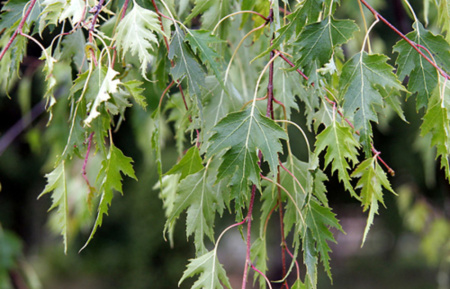 Береза повислая "Далекарлийская" (лат. Betula pendula f. dalecarlica), семена