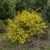 Ракитник венечный (лат. Cytisus scoparius), семена 