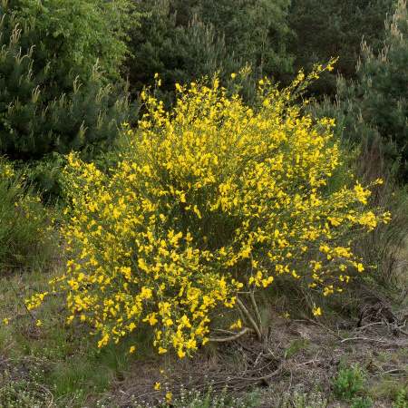 Ракитник венечный (лат. Cytisus scoparius), семена 