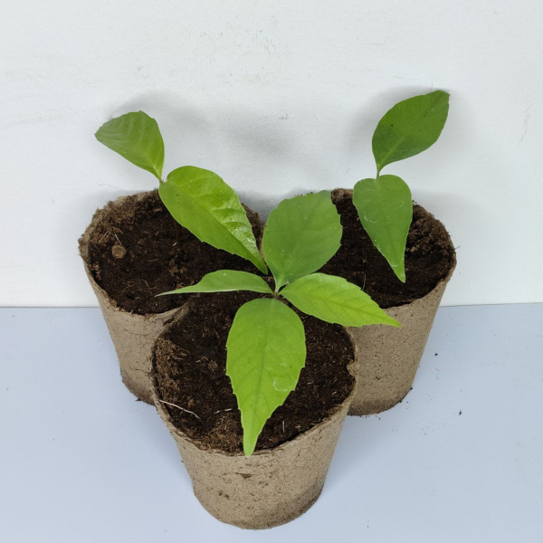 Дуб сизый, или Японский голубой дуб (лат. Quercus glauca), саженцы, 3 шт