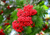 Рябина Амурская, или похуашаньская (лат. Sorbus amurensis), семена