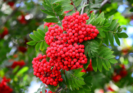 Рябина Амурская, или похуашаньская (лат. Sorbus amurensis), семена