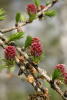 Лиственница Сукачева (лат. Larix sukaczewii Ledeb), семена