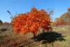 Клен ложнозибольдов (лат. Acer pseudosieboldianum), семена