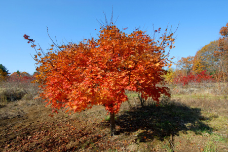 Клен ложнозибольдов (лат. Acer pseudosieboldianum), семена