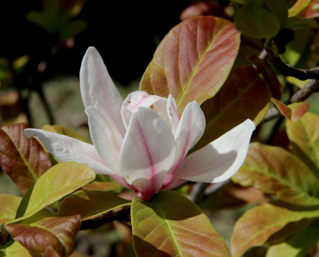 Магнолия кобус (лат. Magnolia kobus), семена