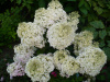 Гортензия метельчатая Бобо (лат. Hydrangea paniculata 'Bobo') С3, саженец