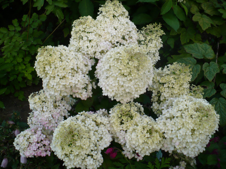 Гортензия метельчатая Бобо (лат. Hydrangea paniculata 'Bobo') С3, саженец