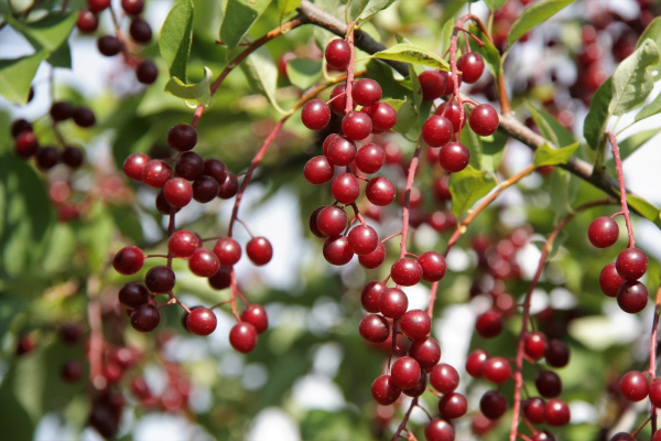 Черемуха виргинская (лат. Padus virginiana), семена