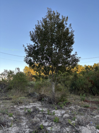 Дуб острейший (лат. Quercus acutissima) 10 шт, семена 