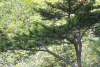 Тис остроконечный "Фармен" (лат. Taxus cuspidata "Фармен"), семена