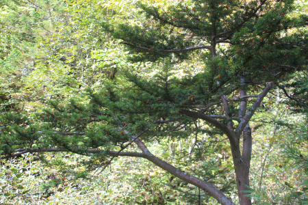 Тис остроконечный "Фармен" (лат. Taxus cuspidata "Фармен"), семена