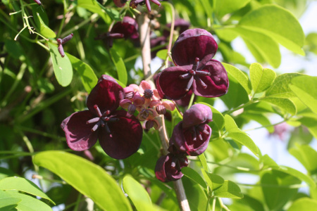 Акебия пятерная (лат. Akebia quinata), семена
