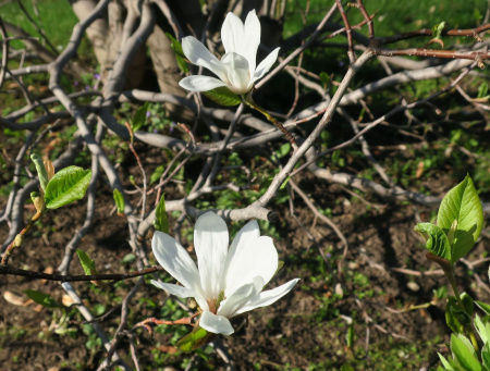 Магнолия кобус (лат. Magnolia kobus), семена
