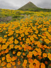 Мак калифорнийский эшшольция микс (лат. Eschscholzia californica), 100 штук