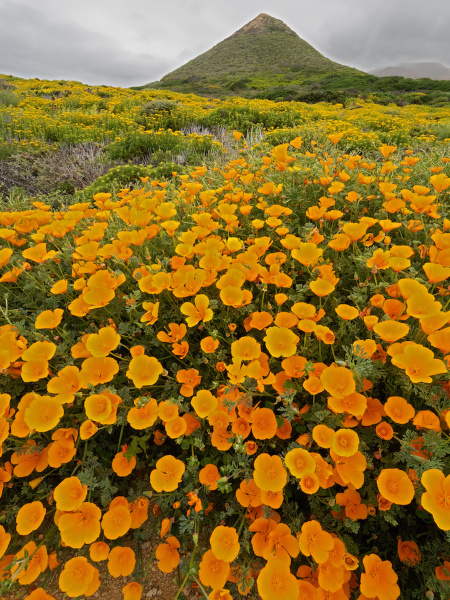 Мак калифорнийский эшшольция микс (лат. Eschscholzia californica), 100 штук
