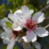 Миндаль сладкий, или Миндаль обыкновенный (лат. Prunus dulcis) 10 шт, семена