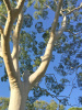 Эвкалипт лимонный (лат. Eucalyptus citriodora), саженец, 1 шт