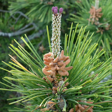 Сосна Тунберга, или японская черная сосна (лат. Pinus thunbergii), семена 