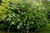 Гибискус сирийский (лат. Hibiscus syriacus) микс цветов, семена
