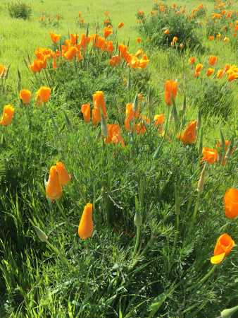 Мак калифорнийский эшшольция микс (лат. Eschscholzia californica), 100 штук