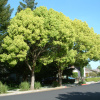 Лавр камфорный, или коричник, или Камфорное дерево (лат. Cinnamomum camphora), семена