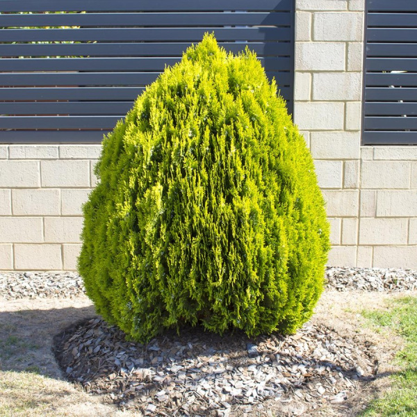Туя восточная Ауреа Нана (лат. Platycladus orientalis 'Aurea Nana')