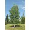 Береза бумажная (лат. Betula apyrifera), семена 