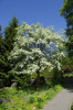 Боярышник Максимовича (лат. Crataegus maximowiczii), семена