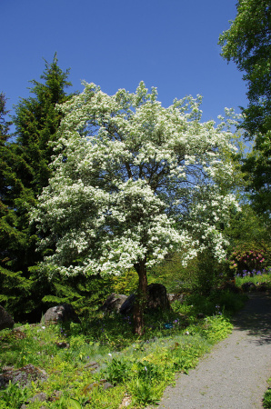 Боярышник Максимовича (лат. Crataegus maximowiczii), семена