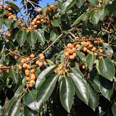Хурма кавказская или обыкновенная Микс (лат. Diospyros lotus 'Mix'), семена