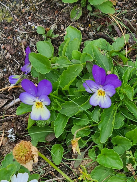 Фиалка трёхцветная, или анютины глазки (лат. Viola tricolor), семена 50 шт