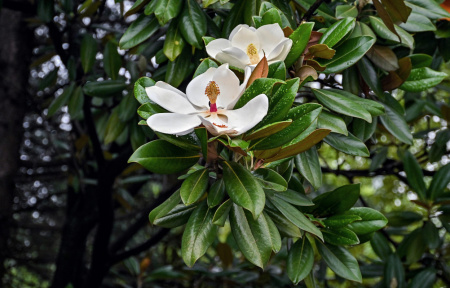 Магнолия крупноцветковая  (лат. Magnolia grandiflora), семена