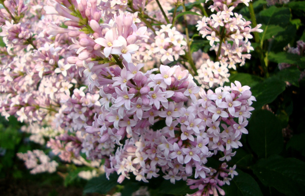 Сирень венгерская (лат. Syringa josikaea), саженец, 1 шт
