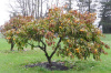 Хурма восточная, или японская (лат. Diospyros kaki), семена 