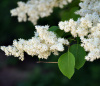 Сирень амурская (лат. Syringa amurensis), семена