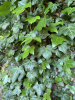 Плющ обыкновенный вар. Крымский (лат. Hedera helix var.taurika), семена