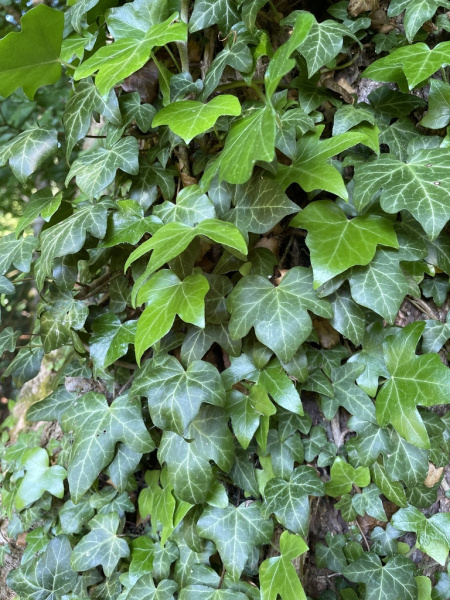 Плющ обыкновенный вар. Крымский (лат. Hedera helix var.taurika), семена