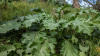 Акант обыкновенный (лат. Acanthus mollis), семена