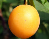 Алыча, или слива растопыренная желтые плоды (лат. Prunus cerasifera), семена