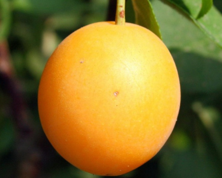 Алыча, или слива растопыренная желтые плоды (лат. Prunus cerasifera), семена