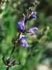 Шалфей лекарственный (лат. Salvia officinalis), 100 шт