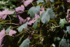 Клен ложноплатановый Атропурпуреум (лат. Acer pseudoplatanus "Atropurpureum"), семена
