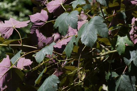 Клен ложноплатановый Атропурпуреум (лат. Acer pseudoplatanus "Atropurpureum"), семена