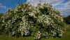 Чубушник венечный, или Жасмин садовый (лат. Philadelphus coronarius), семена