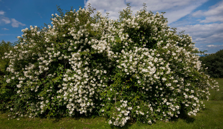 Чубушник венечный, или Жасмин садовый (лат. Philadelphus coronarius), семена